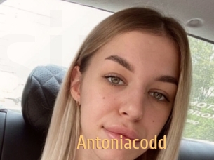 Antoniacodd