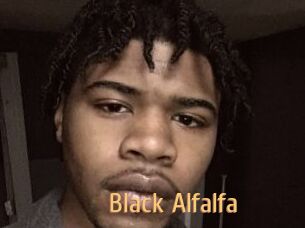 Black_Alfalfa