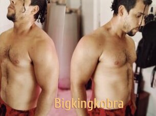 Bigkingkobra