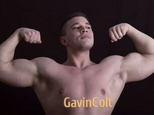 GavinColt