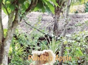 Pandora_Apple